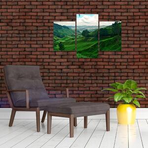 Slika - Plantaže čaja u Maleziji (90x60 cm)