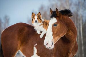 Fotografija Draft horse and red border collie dog, vikarus