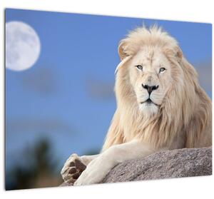 Slika - Bijeli lav (70x50 cm)