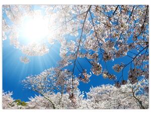 Slika - Cvjetovi trešnje (70x50 cm)