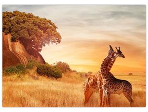 Slika - Žirafe u Africi (70x50 cm)