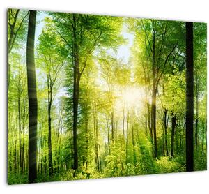 Slika - Zora u šumi (70x50 cm)