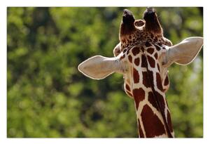 Slika žirafe s leđa (90x60 cm)