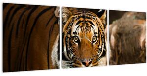 Slika tigra (sa satom) (90x30 cm)