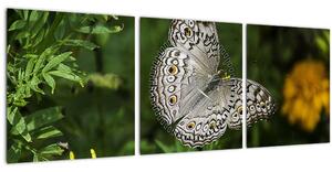 Slika - bijeli leptir (sa satom) (90x30 cm)