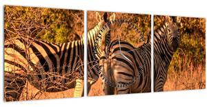 Slika zebri (sa satom) (90x30 cm)