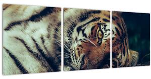 Slika - Sibirski tigar (sa satom) (90x30 cm)