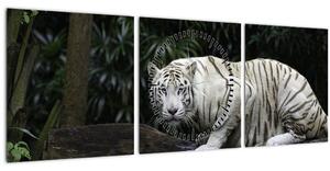Slika - Albino tiger (sa satom) (90x30 cm)