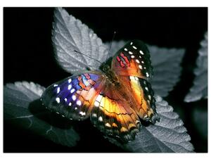 Slika leptira (70x50 cm)