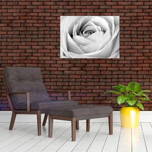 Slika - Detalj cvijeta ruže (70x50 cm)