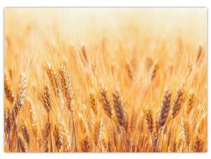 Slika - polje sa žitom (70x50 cm)