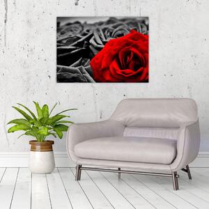 Slika - Cvjetovi ruže (70x50 cm)