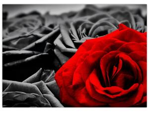 Slika - Cvjetovi ruže (70x50 cm)
