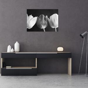 Slika - Crno-bijeli cvjetovi tulipana (70x50 cm)
