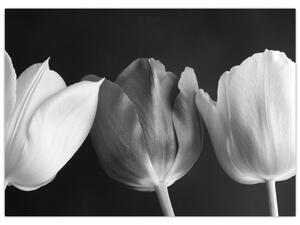 Slika - Crno-bijeli cvjetovi tulipana (70x50 cm)