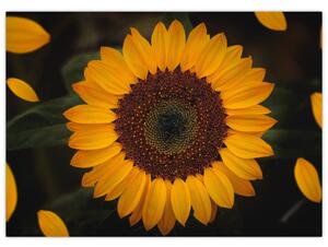 Slika - Suncokreti i latice cvijeta (70x50 cm)