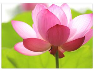 Slika cvijeta lotosa (70x50 cm)