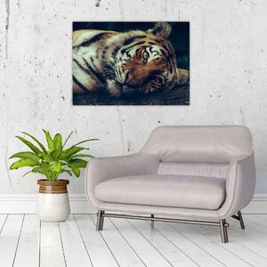 Slika - Sibirski tigar (70x50 cm)