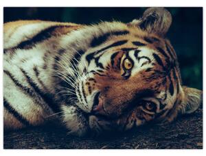 Slika - Sibirski tigar (70x50 cm)