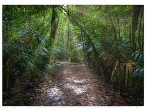 Slika - Sunčeve zrake u džungli (70x50 cm)