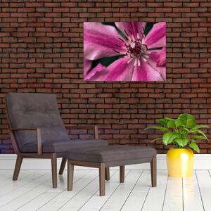 Slika ružičastog cvijeta klematisa (70x50 cm)