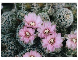 Slika cvijeta kaktusa (70x50 cm)