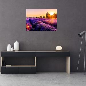 Slika polja lavande, Provence (70x50 cm)