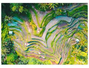 Slika rižinih polja iz ptičje perspektive (70x50 cm)
