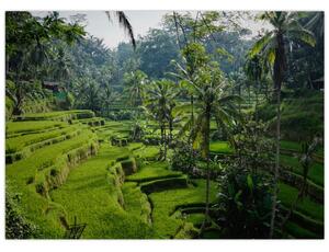 Slika rižinih terasa Tegalalang, Bali (70x50 cm)