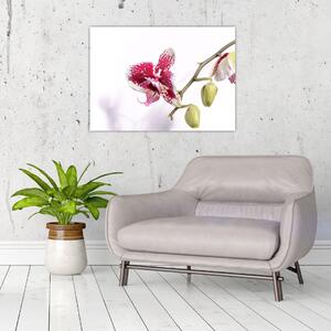 Slika cvijeta orhideje (70x50 cm)