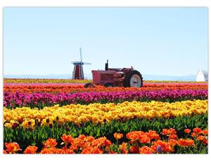 Slika farme tulipana (70x50 cm)