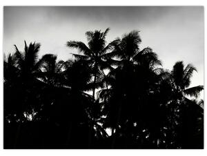 Crno-bijela staklena slika - palme (70x50 cm)