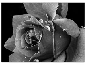 Slika ruže - crno-bijela (70x50 cm)