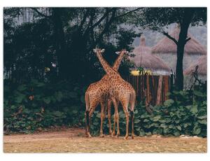 Slika dviju žirafa (70x50 cm)