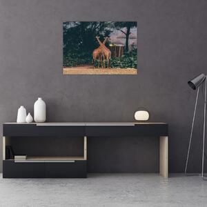 Slika dviju žirafa (70x50 cm)