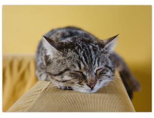 Slika mačke na kauču (70x50 cm)