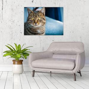 Slika - Domaća mačka (70x50 cm)