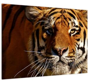 Staklena slika tigra (70x50 cm)