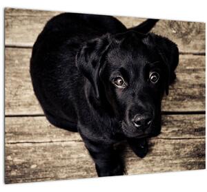Staklena slika crnog psića (70x50 cm)