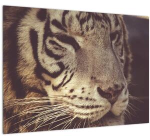 Staklena slika tigra (70x50 cm)
