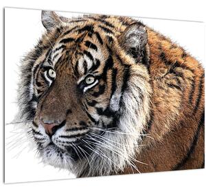 Staklena slika tigra (70x50 cm)