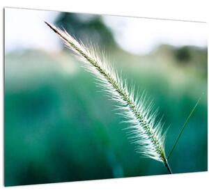 Staklena slika vlati trave (70x50 cm)