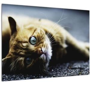 Staklena slika mačke (70x50 cm)
