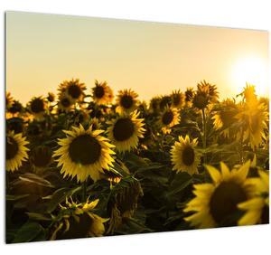 Staklena slika polja suncokreta (70x50 cm)