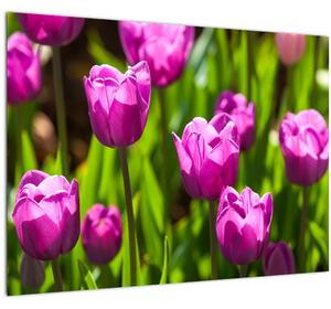 Staklena slika tulipana na livadi (70x50 cm)