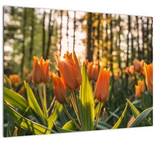 Staklena slika - narančasti tulipani (70x50 cm)