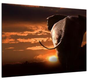 Staklena slika slona (70x50 cm)