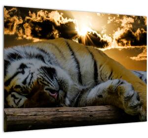 Staklena slika usnulog tigra (70x50 cm)