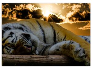 Staklena slika usnulog tigra (70x50 cm)