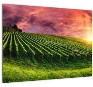 Staklena slika vinograda s obojenim nebom (70x50 cm)